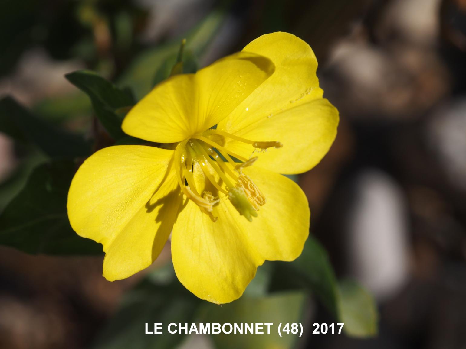 Evening Primrose, Large-flowered